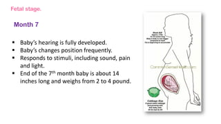 Fetal stage.
Month 7
 Baby’s hearing is fully developed.
 Baby’s changes position frequently.
 Responds to stimuli, including sound, pain
and light.
 End of the 7th month baby is about 14
inches long and weighs from 2 to 4 pound.
 