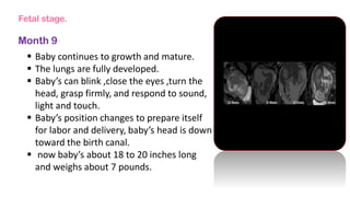 Fetal stage.
Month 9
 Baby continues to growth and mature.
 The lungs are fully developed.
 Baby’s can blink ,close the eyes ,turn the
head, grasp firmly, and respond to sound,
light and touch.
 Baby’s position changes to prepare itself
for labor and delivery, baby’s head is down
toward the birth canal.
 now baby’s about 18 to 20 inches long
and weighs about 7 pounds.
 