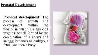 Prenatal development: The
process of growth and
development within the
womb, in which a single-cell
zygote (the cell formed by the
combination of a sperm and
an egg) becomes an embryo, a
fetus, and then a baby.
Prenatal Development
 