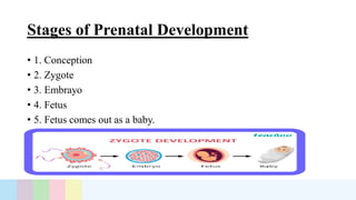 Stages of Prenatal Development
• 1. Conception
• 2. Zygote
• 3. Embrayo
• 4. Fetus
• 5. Fetus comes out as a baby.
 