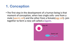 1. Conception
• The first step in the development of a human being is that
moment of conception, when two single cells- one from a
male (sperm cell) and the other from a female(egg cell)- join
together to form a new cell called a Zygote.
 