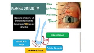 2.anatomy of conj.pptx anatomy of conjunctiva | PPTX
