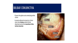 2.anatomy of conj.pptx anatomy of conjunctiva | PPTX