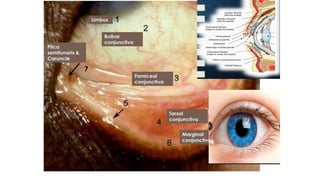 2.anatomy of conj.pptx anatomy of conjunctiva | PPTX