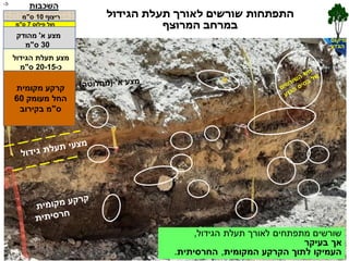 3
3
‫הגידול‬ ‫תעלת‬ ‫לאורך‬ ‫מתפתחים‬ ‫שורשים‬
,
‫בעיקר‬ ‫אך‬
‫המקומית‬ ‫הקרקע‬ ‫לתוך‬ ‫העמיקו‬
,
‫החרסיתית‬
.
‫הגידול‬ ‫תעלת‬ ‫לאורך‬ ‫שורשים‬ ‫התפתחות‬
‫המרוצף‬ ‫במרחב‬
‫מיקום‬
‫הגזע‬
‫פילוס‬ ‫חול‬
7
‫ס‬
"
‫מ‬
‫הגידול‬ ‫תעלת‬ ‫מצע‬
‫כ‬
-
20-15
‫ס‬
"
‫מ‬
‫מקומית‬ ‫קרקע‬
‫מעומק‬ ‫החל‬
60
‫ס‬
"
‫בקירוב‬ ‫מ‬
‫א‬ ‫מצע‬
'
‫מהודק‬
30
‫ס‬
"
‫מ‬
‫ריצוף‬
10
‫ס‬
"
‫מ‬
‫השכבות‬
-
3
-
 