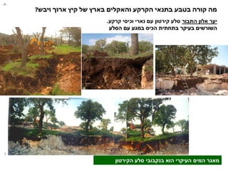 ‫ויבש‬ ‫ארוך‬ ‫קיץ‬ ‫של‬ ‫בארץ‬ ‫והאקלים‬ ‫הקרקע‬ ‫בתנאי‬ ‫בטבע‬ ‫קורה‬ ‫מה‬
?
‫התבור‬ ‫אלון‬ ‫יער‬
‫קרקע‬ ‫וכיסי‬ ‫נארי‬ ‫עם‬ ‫קירטון‬ ‫סלע‬
.
‫הסלע‬ ‫עם‬ ‫במגע‬ ‫הכיס‬ ‫בתחתית‬ ‫בעיקר‬ ‫השורשים‬
-
7
-
‫הקירטון‬ ‫סלע‬ ‫בנקבובי‬ ‫הוא‬ ‫העיקרי‬ ‫המים‬ ‫מאגר‬
 