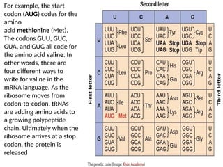 Valine Codon genetics structure and function of DNA and RNA | PPTX