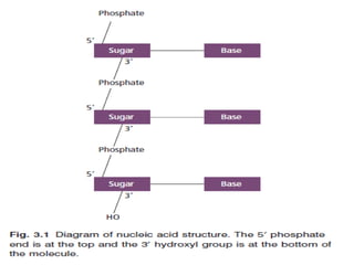 genetics structure and function of DNA and RNA | PPTX