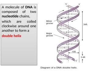 genetics structure and function of DNA and RNA | PPTX