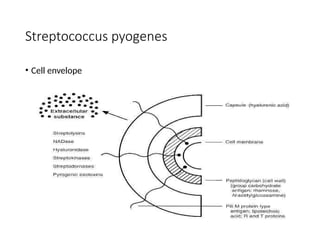 Streptococcus pyogenes
• Cell envelope
 
