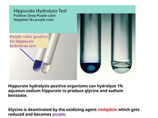 Hippurate hydrolysis positive organisms can hydrolyze 1%
aqueous sodium hippurate to produce glycine and sodium
benzoate.
Glycine is deaminated by the oxidizing agent ninhydrin which gets
reduced and becomes purple.
 