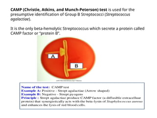 CAMP (Christie, Atkins, and Munch-Peterson) test is used for the
presumptive identification of Group B Streptococci (Streptococcus
agalactiae).
It is the only beta-hemolytic Streptococcus which secrete a protein called
CAMP factor or “protein B”.
 