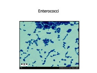 Enterococci
 