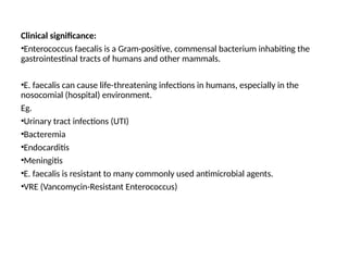 Clinical significance:
•Enterococcus faecalis is a Gram-positive, commensal bacterium inhabiting the
gastrointestinal tracts of humans and other mammals.
•E. faecalis can cause life-threatening infections in humans, especially in the
nosocomial (hospital) environment.
Eg.
•Urinary tract infections (UTI)
•Bacteremia
•Endocarditis
•Meningitis
•E. faecalis is resistant to many commonly used antimicrobial agents.
•VRE (Vancomycin-Resistant Enterococcus)
 