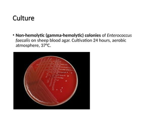 Culture
• Non-hemolytic (gamma-hemolytic) colonies of Enterococcus
faecalis on sheep blood agar. Cultivation 24 hours, aerobic
atmosphere, 37°C.
 