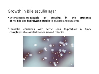 Growth in Bile esculin agar
• Enterococcus are capable of growing in the presence
of 4% bile and hydrolyzing esculin to glucose and esculetin.
• Esculetin combines with ferric ions to produce a black
complex visible as black zones around colonies.
 