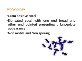 Morphology
•Gram positive cocci
•Elongated cocci with one end broad and
other end pointed presenting a lanceolate
appearance
•Non motile and Non sporing
 