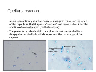 Quellung reaction
• An antigen-antibody reaction causes a change in the refractive index
of the capsule so that it appears “swollen” and more visible. After the
addition of a counter stain (methylene blue)
• The pneumococcal cells stain dark blue and are surrounded by a
sharply demarcated halo which represents the outer edge of the
capsule.
 