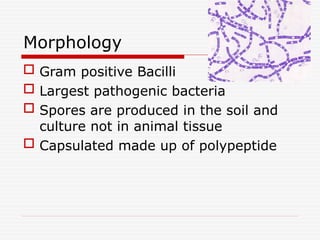 Morphology
 Gram positive Bacilli
 Largest pathogenic bacteria
 Spores are produced in the soil and
culture not in animal tissue
 Capsulated made up of polypeptide
 