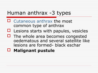 Human anthrax -3 types
 Cutaneous anthrax the most
common type of anthrax
 Lesions starts with papules, vesicles
 The whole area becomes congested
oedematous and several satellite like
lesions are formed- black eschar
 Malignant pustule
 