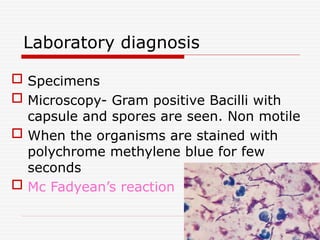Laboratory diagnosis
 Specimens
 Microscopy- Gram positive Bacilli with
capsule and spores are seen. Non motile
 When the organisms are stained with
polychrome methylene blue for few
seconds
 Mc Fadyean’s reaction
 