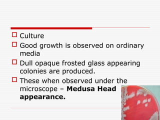  Culture
 Good growth is observed on ordinary
media
 Dull opaque frosted glass appearing
colonies are produced.
 These when observed under the
microscope – Medusa Head
appearance.
 