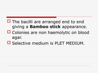  The bacilli are arranged end to end
giving a Bamboo stick appearance.
 Colonies are non haemolytic on blood
agar.
 Selective medium is PLET MEDIUM.
 