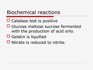 Biochemical reactions
 Catalase test is positive
 Glucose maltose sucrose fermented
with the production of acid only.
 Gelatin is liquified
 Nitrate is reduced to nitrite.
 