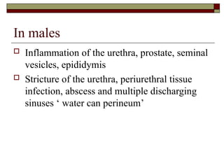 In males
 Inflammation of the urethra, prostate, seminal
vesicles, epididymis
 Stricture of the urethra, periurethral tissue
infection, abscess and multiple discharging
sinuses ‘ water can perineum’
 