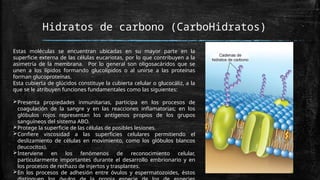 Hidratos de carbono (CarboHidratos)
Estas moléculas se encuentran ubicadas en su mayor parte en la
superficie externa de las células eucariotas, por lo que contribuyen a la
asimetría de la membrana. Por lo general son oligosacáridos que se
unen a los lípidos formando glucolípidos o al unirse a las proteínas
forman glucoproteínas.
Esta cubierta de glúcidos constituye la cubierta celular o glucocáliz, a la
que se le atribuyen funciones fundamentales como las siguientes:
Presenta propiedades inmunitarias, participa en los procesos de
coagulación de la sangre y en las reacciones inflamatorias; en los
glóbulos rojos representan los antígenos propios de los grupos
sanguíneos del sistema ABO.
Protege la superficie de las células de posibles lesiones.
Confiere viscosidad a las superficies celulares permitiendo el
deslizamiento de células en movimiento, como los glóbulos blancos
(leucocitos).
Interviene en los fenómenos de reconocimiento celular,
particularmente importantes durante el desarrollo embrionario y en
los procesos de rechazo de injertos y trasplantes.
En los procesos de adhesión entre óvulos y espermatozoides, éstos
 