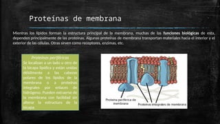 Proteínas de membrana
Mientras los lípidos forman la estructura principal de la membrana, muchas de las funciones biológicas de esta,
dependen principalmente de las proteínas. Algunas proteínas de membrana transportan materiales hacia el interior y el
exterior de las células. Otras sirven como receptores, enzimas, etc.
Proteínas periféricas
Se localizan a un lado u otro de
la bicapa lipídica y están unidas
débilmente a las cabezas
polares de los lípidos de la
membrana o a proteínas
integrales por enlaces de
hidrógeno. Pueden extraerse de
la membrana con facilidad sin
alterar la estructura de la
bicapa.
 