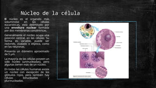 Núcleo de la célula
El núcleo es el organelo más
voluminoso en las células
eucarióticas, está delimitado por
una envoltura nuclear formada
por dos membranas concéntricas.
Generalmente el núcleo ocupa una
posición central, en las células. Su
forma es variable, puede ser
redondo, ovalado o elíptico, como
en las neuronas.
Presenta un diámetro aproximado
de 5 μm.
La mayoría de las células poseen un
solo núcleo (uninucleadas), pero
algunas tienen más de un núcleo.
En todas las células humanas existe
un núcleo con excepción de los
glóbulos rojos, pero también hay
células binucleadas y
plurinucleadas.
 