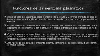 Funciones de la membrana plasmática
 Regula el paso de sustancias hacia el interior de la célula y viceversa. Permite el paso de
ciertas sustancias e impide el paso de otras, actuando como barrera con permeabilidad
selectiva.
 Es una estructura continua que rodea a la célula. Por un lado, está en contacto con el
citoplasma (medio interno) y por el otro, con el medio extracelular que representa el medio
externo.
 Contiene receptores específicos que permiten a la célula interaccionar con mensajeros
químicos y emitir la respuesta adecuada y, por consiguiente, proporciona el medio
apropiado para el funcionamiento de las proteínas de membrana.
 Aísla y protege a la célula del ambiente externo, confiriéndole su individualidad, al separarla
del medio externo.
 