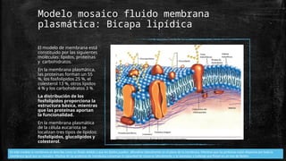 Modelo mosaico fluido membrana
plasmática: Bicapa lipídica
El modelo de membrana está
constituido por las siguientes
moléculas: lípidos, proteínas
y carbohidratos.
En la membrana plasmática,
las proteínas forman un 55
%, los fosfolípidos 25 %, el
colesterol 13 %, otros lípidos
4 % y los carbohidratos 3 %.
La distribución de los
fosfolípidos proporciona la
estructura básica, mientras
que las proteínas aportan
la funcionalidad.
En la membrana plasmática
de la célula eucariota se
localizan tres tipos de lípidos:
fosfolípidos, glucolípidos y
colesterol.
En este modelo la membrana se describe como un fluido debido a que los lípidos pueden difundirse lateralmente en el plano de la membrana. Mientras que las proteínas están dispersas por toda la
membrana igual que un mosaico. Muchas de las proteínas de membrana conservan la capacidad de moverse lateralmente y se asemejan a icebergs que flotan en un mar de lípidos.
 