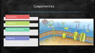 Componentes
Fosfolípidos
Colesterol
• Glucolípidos
Hidratos de Carbono
• Proteínas periféricas
• Proteínas integrales
Proteínas
 