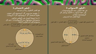 2-‫االستوائي‬ ‫الطور‬ :
‫ﺍﻟﻛﺭﻭﻣﻭﺳﻭﻣﺎﺕ‬ ‫ﺗﺗﺟﻪ‬ ‫ﺍﻟﻁﻭﺭ‬ ‫ﻫﺫﺍ‬ ‫ﻓﻰ‬
‫ﻛﻝ‬ ‫ﻭﻳﺗﺻﻝ‬ ‫ﺍﻟﺧﻠﻳﺔ‬ ‫ء‬ ‫ﺍﺳﺗﻭﺍ‬ ‫ﺧﻁ‬ ‫ﺇﻟﻰ‬
‫ﻛﺭﻭﻣﻭﺳﻭﻡ‬
‫ﻣﻥ‬ ‫ﺑﺧﻳﻁ‬
‫ﺍﻟﺳﻧﺗﺭﻭﻣﻳﺭ‬ ‫ﻋﻧﺩ‬ ‫ﺍﻟﻣﻐﺯﻝ‬ ‫ﺧﻳﻭﻁ‬
.
3-‫االنفصالي‬ ‫الطور‬ :
‫ﻫﻭ‬
‫ﺍﻗﺻﺭ‬
‫ﺍﻻﻁﻭﺍﺭ‬
‫ﺯﻣﻧﺎ‬
‫ﻭ‬
‫ﻳﺗﻡ‬
‫ﻓﻳﻪ‬
-
1
‫ﻳﻧﻘﺳﻡ‬
‫ﺳﻧﺗﺭﻭﻣﻳﺭ‬
‫ﻛﻝ‬
‫ﻛﺭﻭﻣﺳﻭﻡ‬
‫ﺇﻟﻰ‬
‫ﻧﺻﻔﻳﻥ‬
ً‫ﻁﻭﻟﻳﺎ‬
‫ﻓﻳﻧﻔﺻﻝ‬
‫ﻛﻝ‬
‫ﻛﺭﻭﻣﻭﺳﻭﻡ‬
‫ﺍﻟﻰ‬
2
‫ﻛﺭﻭﻣﺎﺗﻳﺩ‬
.
-
2
‫ﺗﺑﺩﺍ‬
‫ﺧﻳﻭﻁ‬
‫ﺍﻟﻣﻐﺯﻝ‬
‫ﻓﻰ‬
‫ﺍﻟﺗﻘﻠﺹ‬
‫ﻓﺗﺗﻛﻭﻥ‬
‫ﻣﺟﻣﻭﻋﺗﺎﻥ‬
‫ﻣﺗﺷﺎﺑﻬﺎﻥ‬
‫ﻣﻥ‬
‫ﺍﻟﻛﺭﻭﻣﺎﺗﻳﺩﺍﺕ‬
‫ﺗﺗﺟﻪ‬ ،
‫ﻛﻝ‬
‫ﻣﺟﻣﻭﻋﺔ‬
‫ﺇﻟﻰ‬
‫ﺃﺣﺩ‬
‫ﻗﻁﺑﻰ‬
‫ﺍﻟﺧﻠﻳﺔ‬
.
 