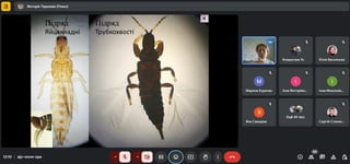 Відкрита лекція на тему «Трипси (Thysanoptera) у приватних колекціях сенполій в Україні»
