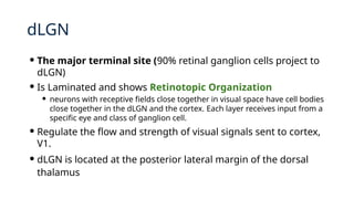 2. dorsolateral Geniculate Nucleus (dLGN)_Parallel Processing.pptx