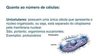 Quanto ao número de células:
Unicelulares: possuem uma única célula que apresenta o
núcleo organizado, ou seja, está separado do citoplasma
pela membrana nuclear.
São, portanto, organismos eucariontes.
Exemplos: protozoários
 