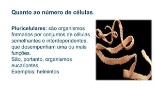 Pluricelulares: são organismos
formados por conjuntos de células
semelhantes e interdependentes,
que desempenham uma ou mais
funções.
São, portanto, organismos
eucariontes.
Exemplos: helmintos
Quanto ao número de células:
 