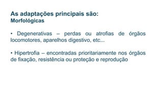 As adaptações principais são:
Morfológicas
• Degenerativas – perdas ou atrofias de órgãos
locomotores, aparelhos digestivo, etc...
• Hipertrofia – encontradas prioritariamente nos órgãos
de fixação, resistência ou proteção e reprodução
 