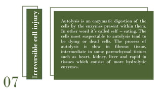 2. Necrosis and apoptosis pathoanatomy.pptx