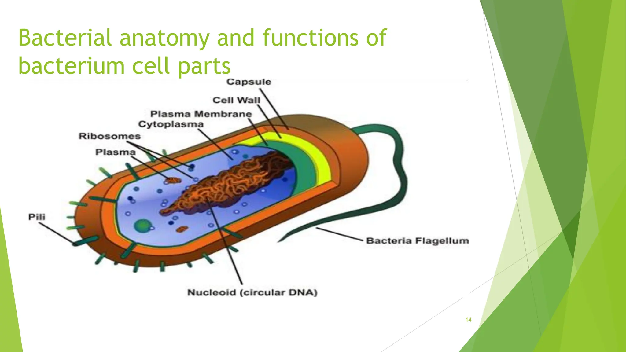 Bacterial anatomy and functions of
bacterium cell parts
14
 