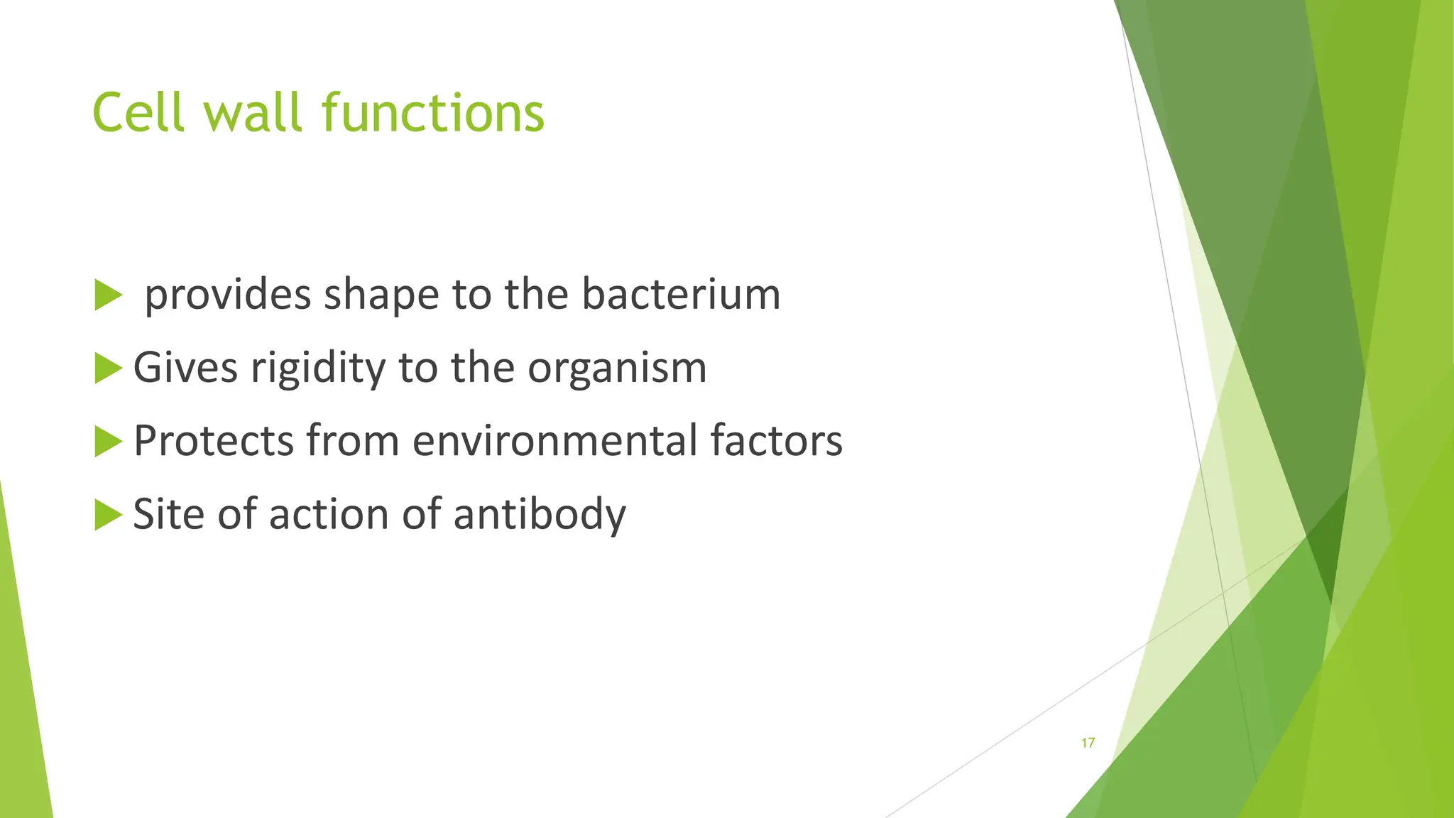 Cell wall functions
 provides shape to the bacterium
 Gives rigidity to the organism
 Protects from environmental factors
 Site of action of antibody
17
 