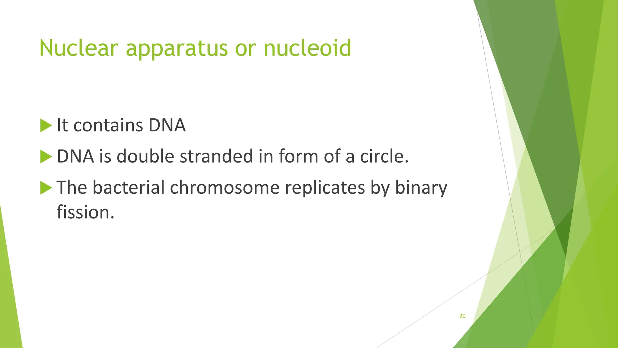 Nuclear apparatus or nucleoid
 It contains DNA
 DNA is double stranded in form of a circle.
 The bacterial chromosome replicates by binary
fission.
20
 