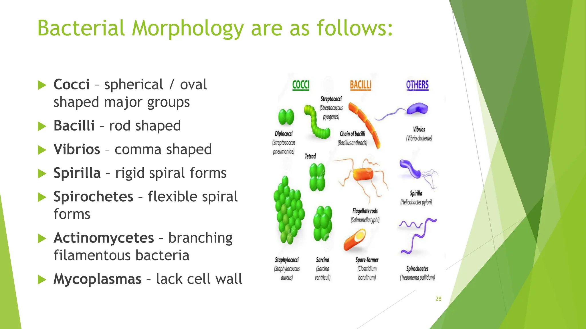 Bacterial Morphology are as follows:
 Cocci – spherical / oval
shaped major groups
 Bacilli – rod shaped
 Vibrios – comma shaped
 Spirilla – rigid spiral forms
 Spirochetes – flexible spiral
forms
 Actinomycetes – branching
filamentous bacteria
 Mycoplasmas – lack cell wall
28
 