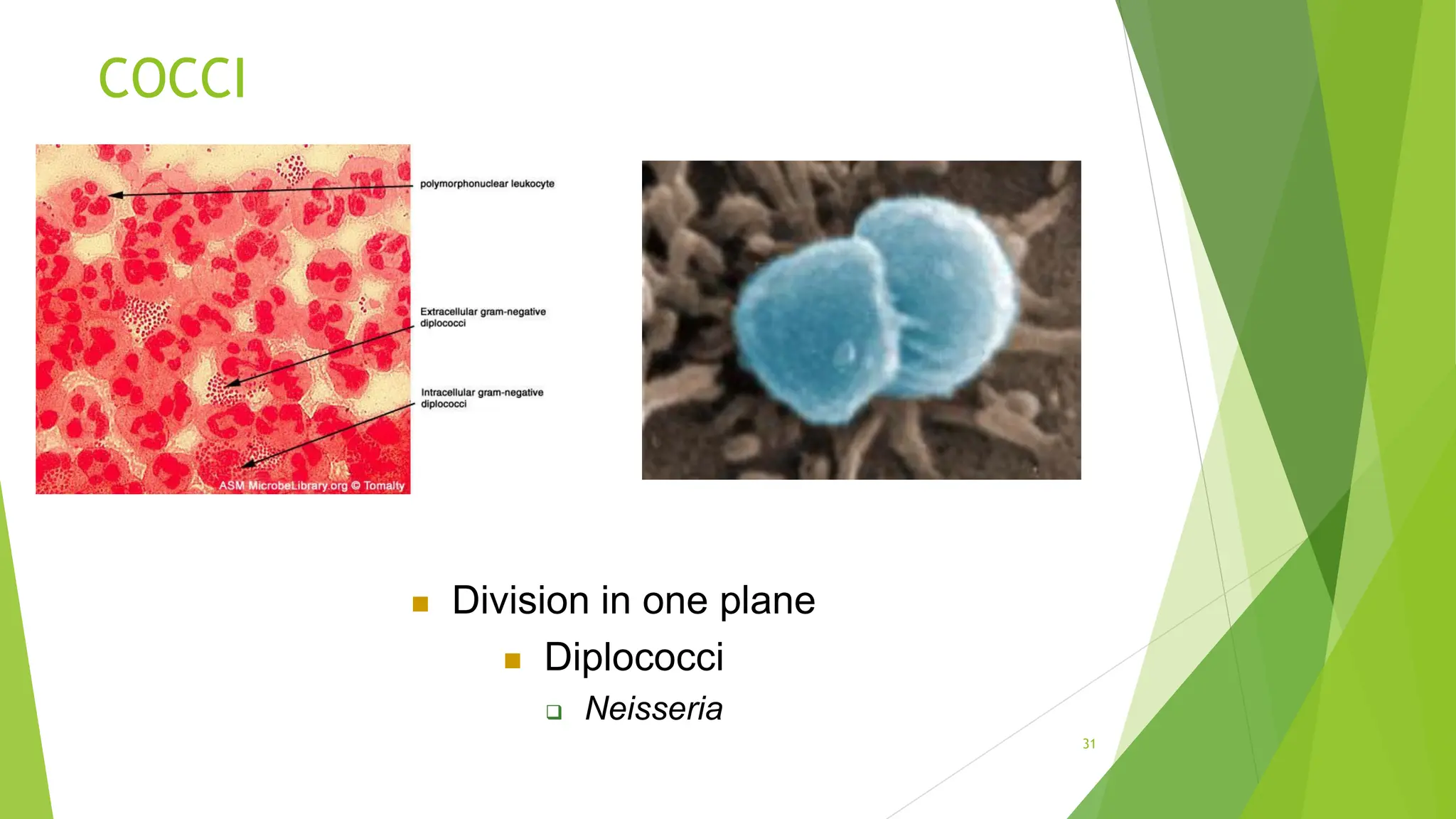 COCCI
 Division in one plane
 Diplococci
 Neisseria
31
 