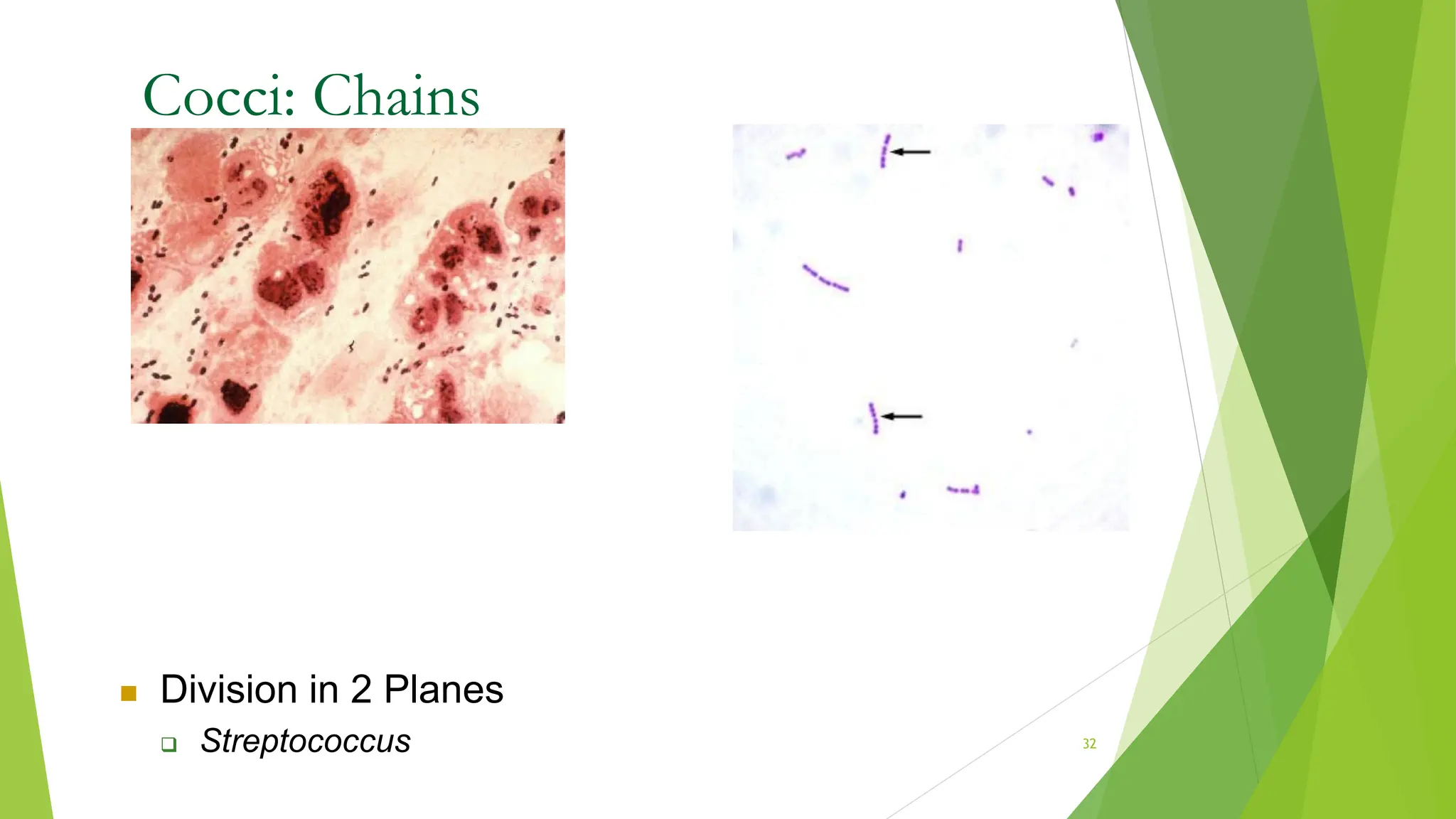 Cocci: Chains
 Division in 2 Planes
 Streptococcus 32
 