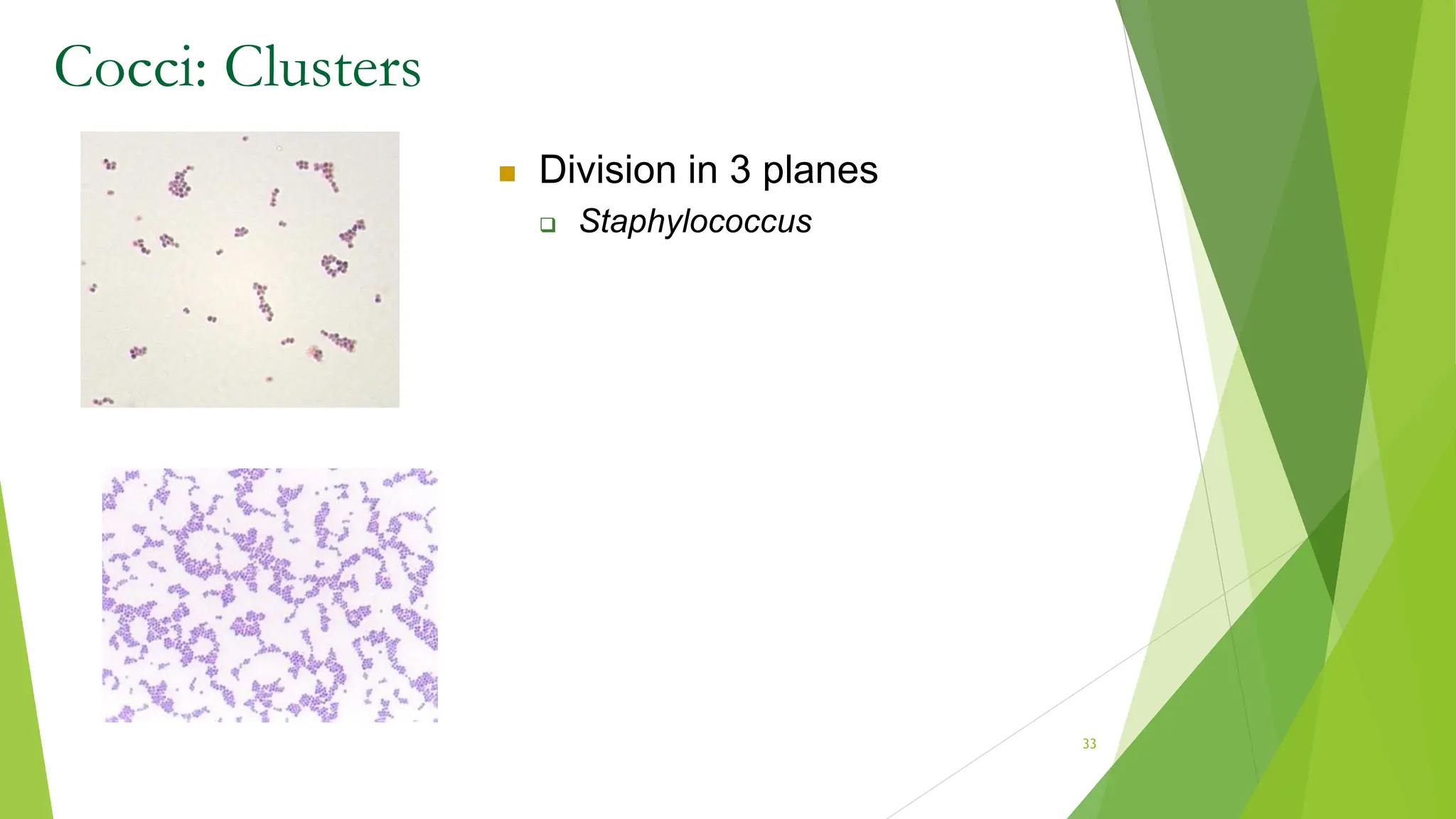 Cocci: Clusters
 Division in 3 planes
 Staphylococcus
33
 