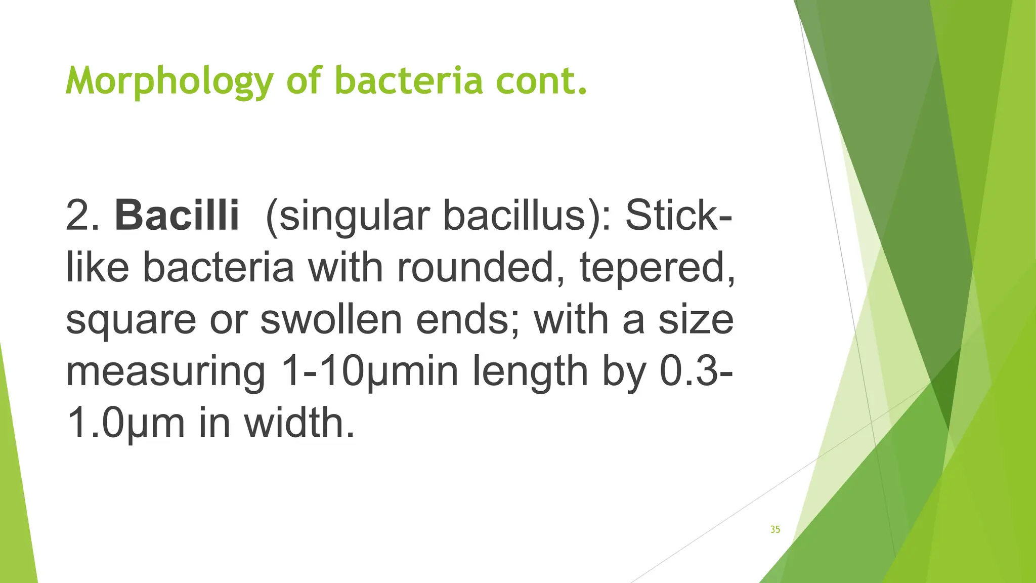 Morphology of bacteria cont.
2. Bacilli (singular bacillus): Stick-
like bacteria with rounded, tepered,
square or swollen ends; with a size
measuring 1-10μmin length by 0.3-
1.0μm in width.
35
 